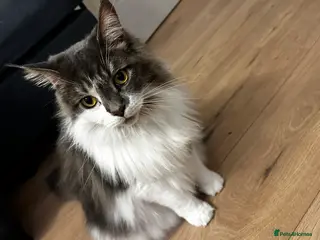 Mixed Breed cats Rehoming our cat Ted to good home - Advert 1