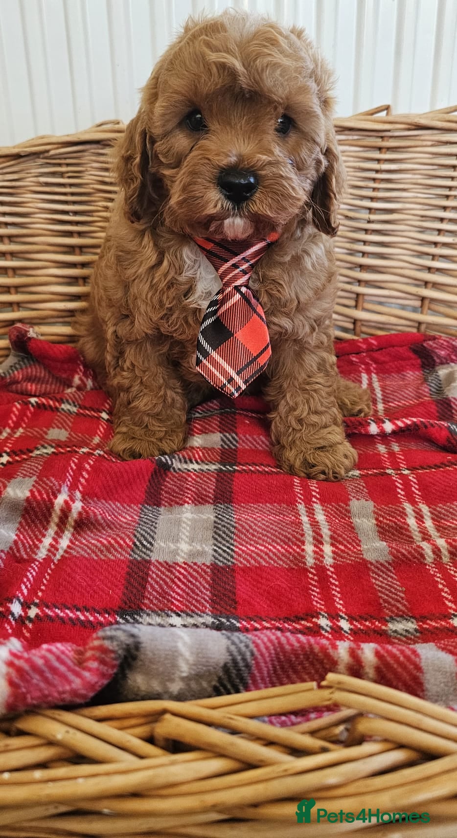 Cavapoo dogs  Vet checked reported shown Cavapoo puppies  - Advert 9
