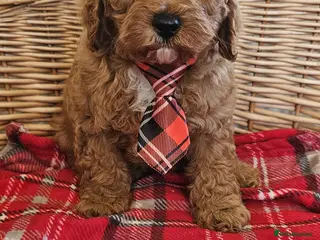 Cavapoo dogs Vet checked reported shown Cavapoo puppies - Advert 9