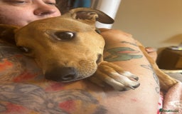 Lurcher dogs for sale: Loving 6Month Old Lurcher Puppy - Image 13
