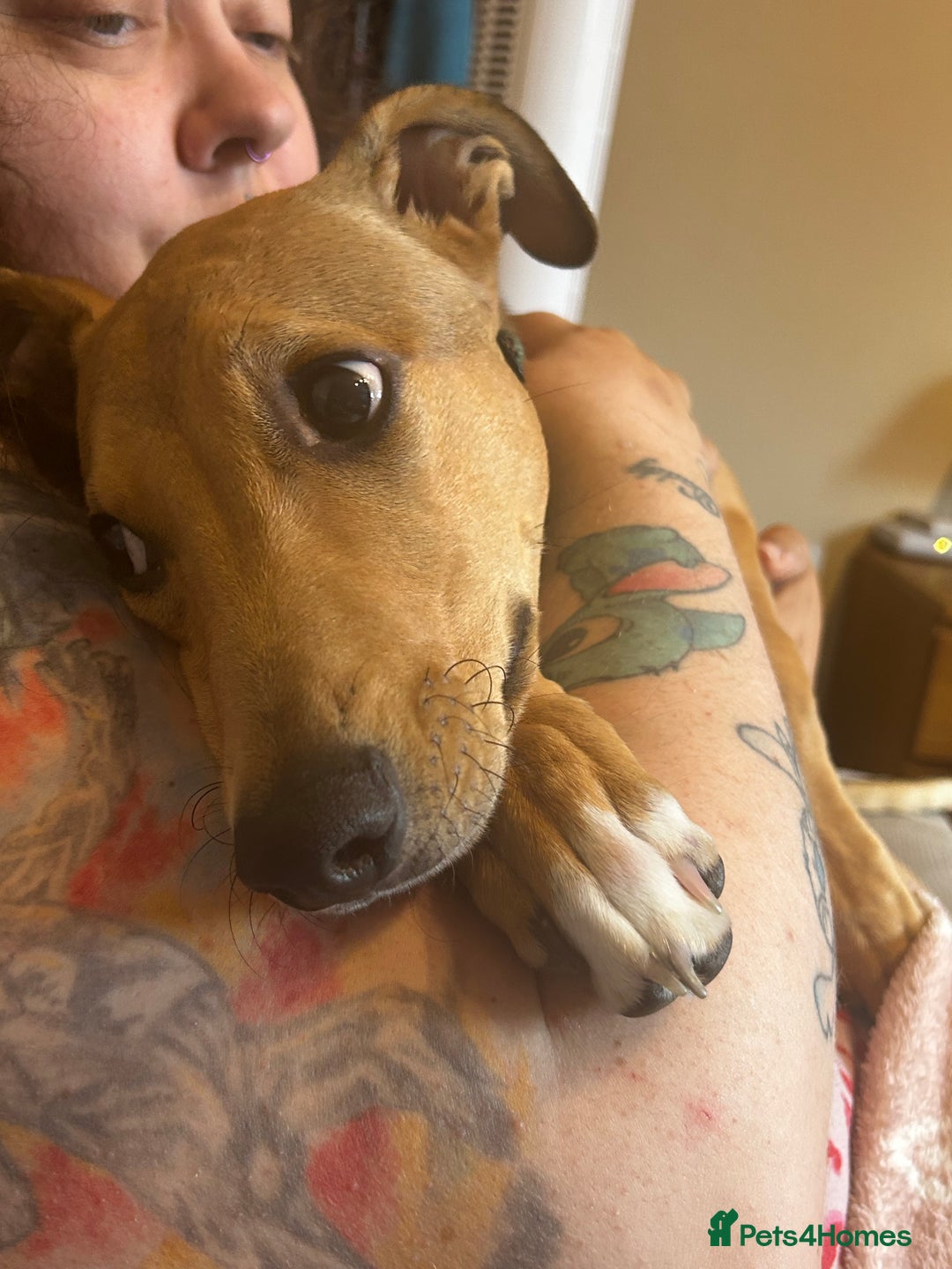 Lurcher dogs for sale: Loving 6Month Old Lurcher Puppy - Image 13