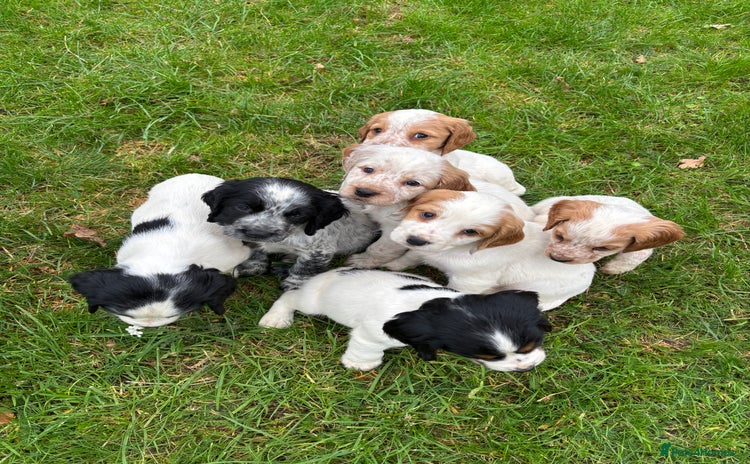 Sprocker dogs - Advert 1