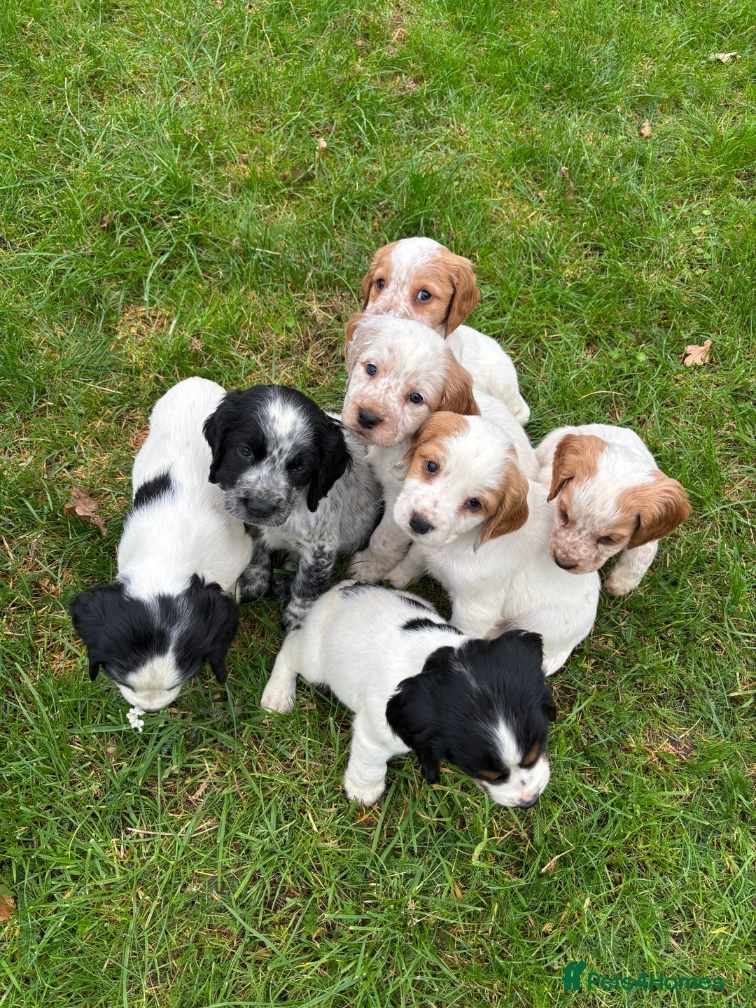 Sprocker dogs for sale: 🧡 Sprocker Puppies 💛 - Image 3