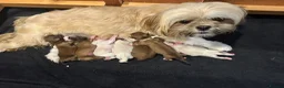 Lhasa Apso dogs for sale: Kc Reg Lhasa pup Only 1 left  - Advert 3