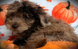 Cockapoo dogs for sale: Ready to go 10 October tiny toy cockapoos  - Image 11