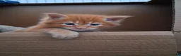 Maine Coon cats for sale: BEAUTIFUL LITTLE GINGER BOY in Thetford - Advert 6