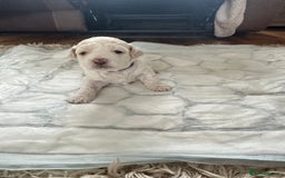 Cavapoochon dogs for sale: Beautiful cavapoochon puppies - Image 9