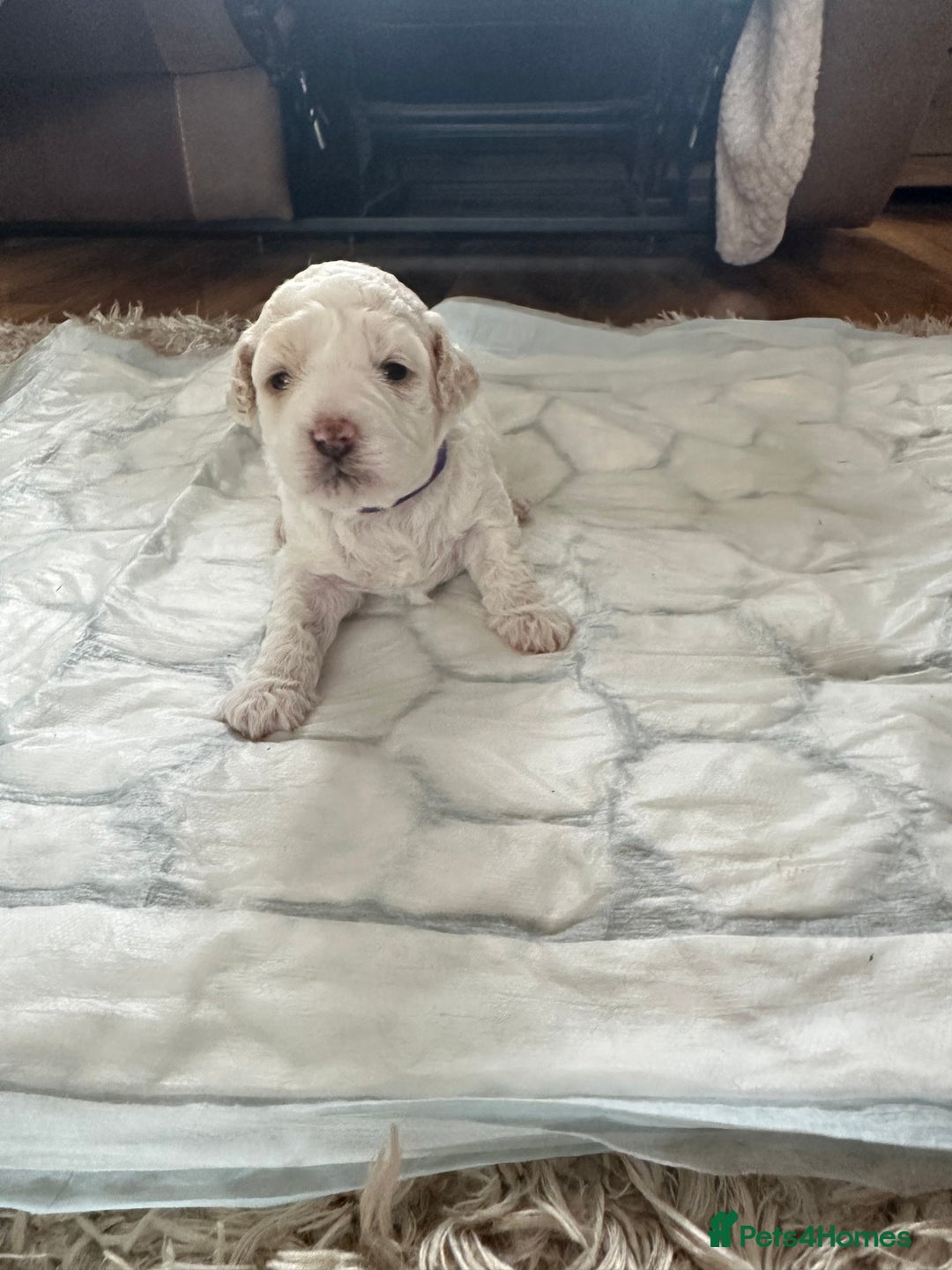 Cavapoochon dogs for sale: Beautiful cavapoochon puppies - Image 9