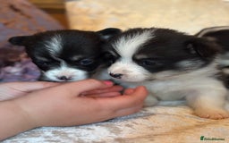 Welsh Corgi Pembroke dogs for sale: Pedigree, health tested parents, licensed breeder - Image 4