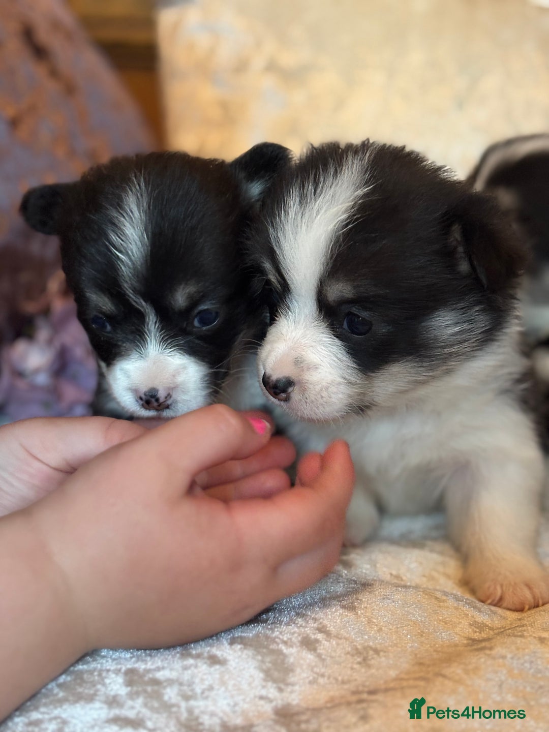 Welsh Corgi Pembroke dogs for sale: Pedigree, health tested parents, licensed breeder - Image 4