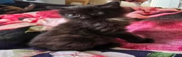 Mixed Breed cats for sale: Gorgeous kittens - Advert 6