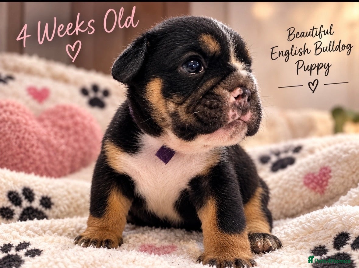 English Bulldog dogs Registered english bulldog puppies  - Advert 7
