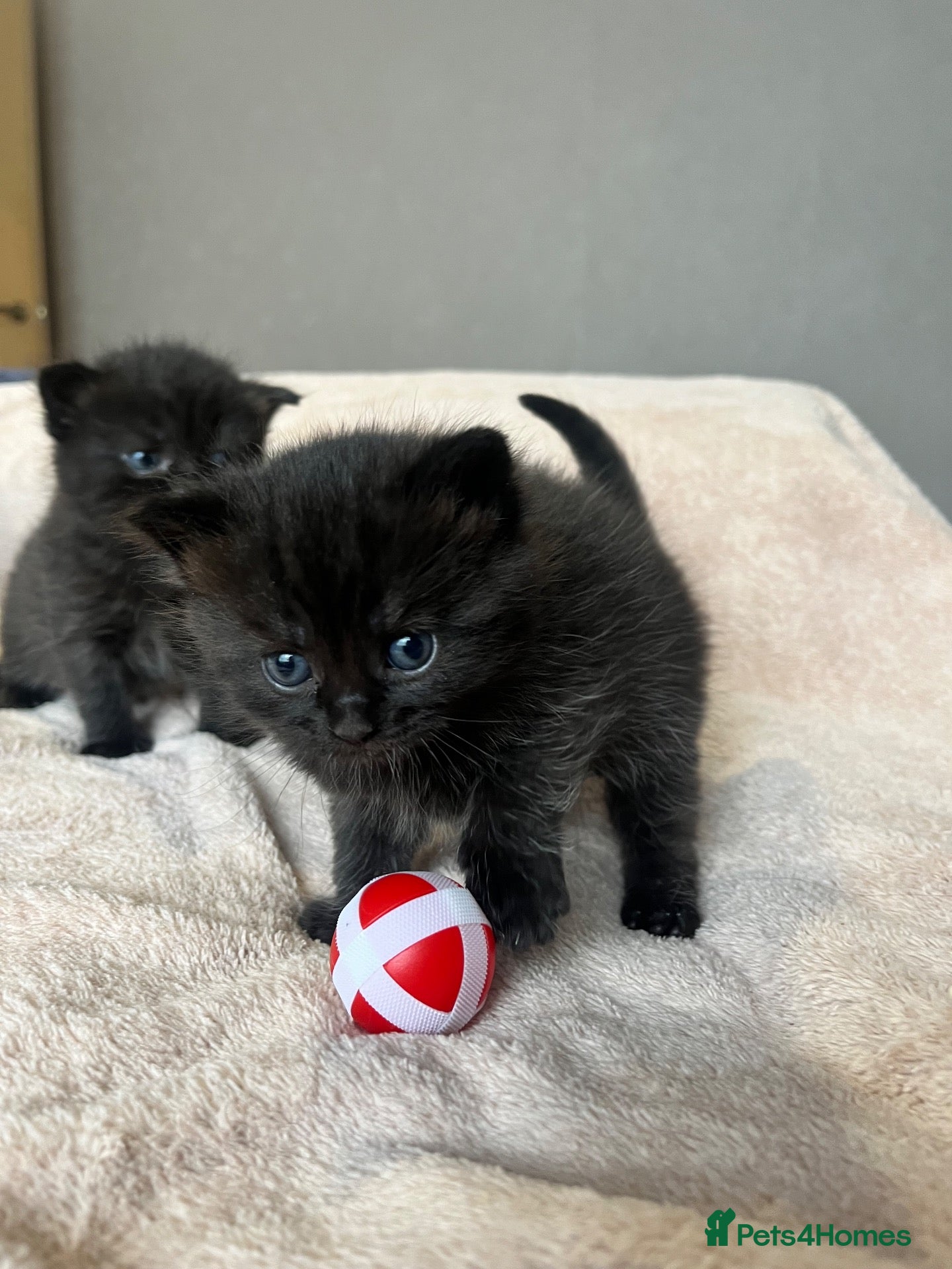 Scottish Fold cats for sale: Adorable Scottish fold Kitten - Advert 2