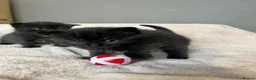 Scottish Fold cats for sale: Adorable Scottish fold Kitten - Advert 3