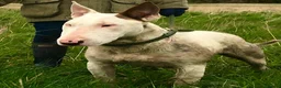 English Bull Terrier dogs for sale: English bull terrier  in Durham - Advert 3