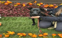 Mixed Breed dogs for adoption: Loki  - Image 3
