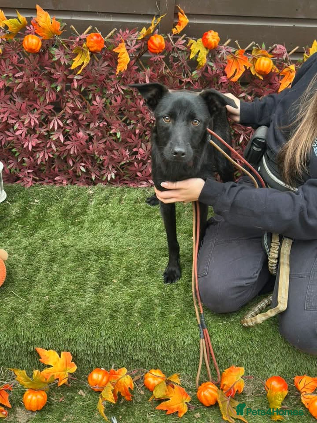 Mixed Breed dogs for adoption: Loki  - Image 3