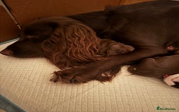 Cocker Spaniel dogs for sale: Beautiful Working Cockers Fully Health Tested  - Image 8