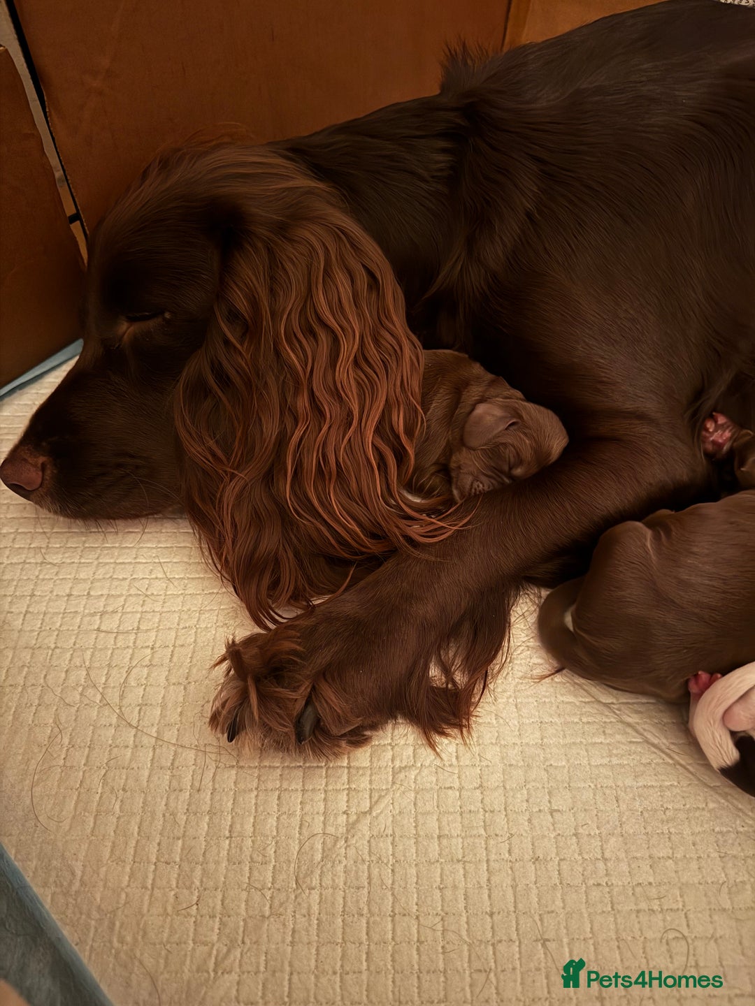 Cocker Spaniel dogs for sale: Beautiful Working Cockers Fully Health Tested  - Image 8