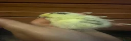 Chickens poultry for sale: Silkie chicks uk / USA  - Advert 9