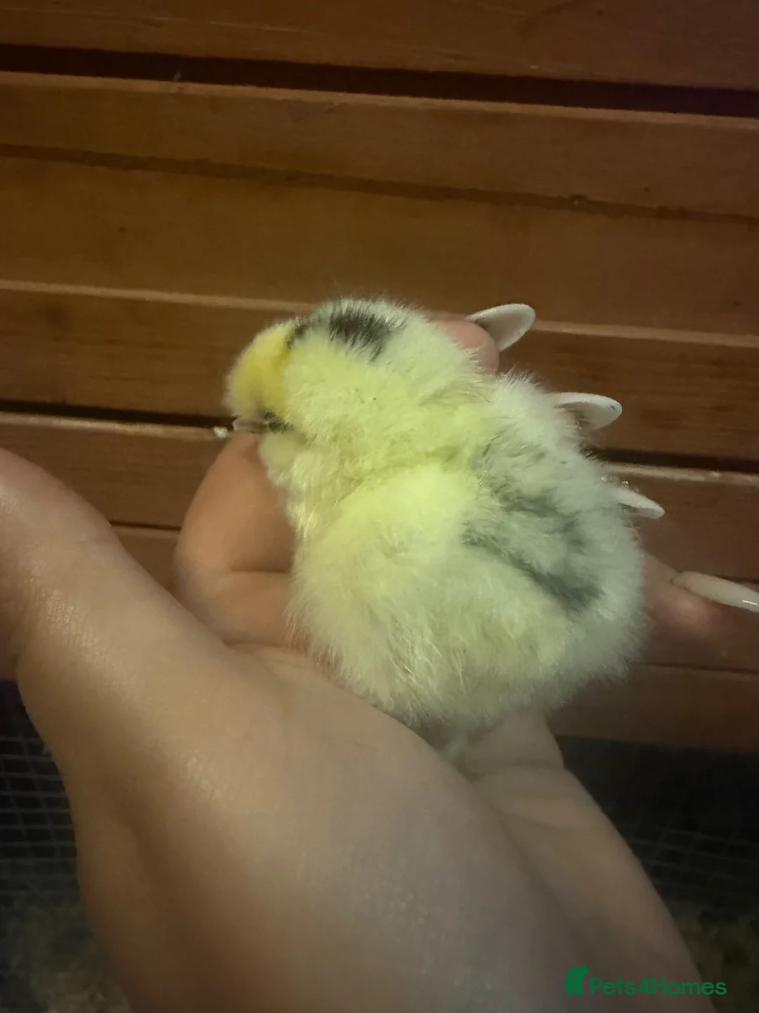Chickens poultry for sale: Silkie chicks uk / USA  - Advert 9