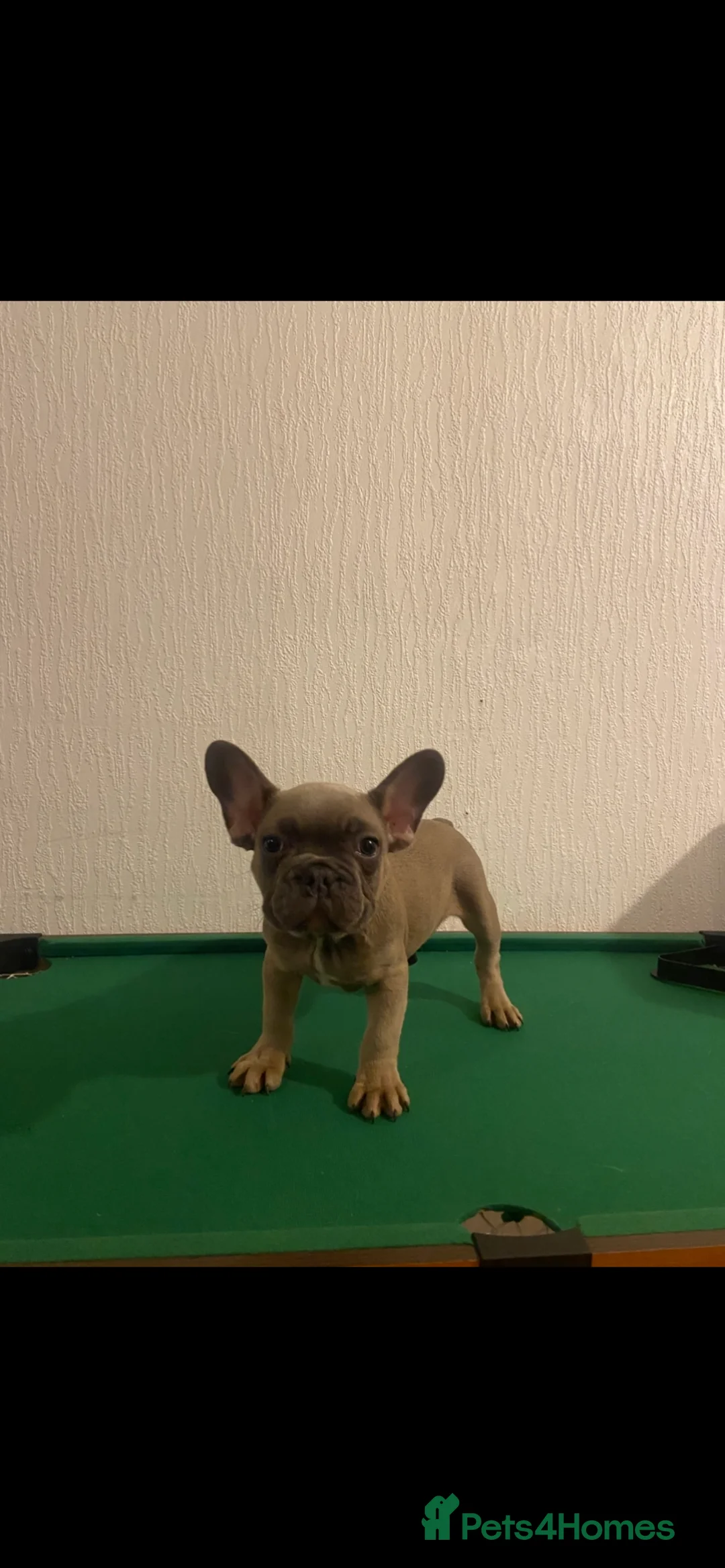 French Bulldog dogs for sale: French bulldog  - Advert 2