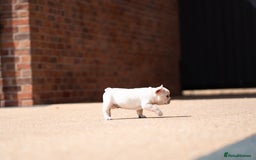 French Bulldog dogs for sale: Ready to go 2 x male French Bulldog KC registered - Image 30
