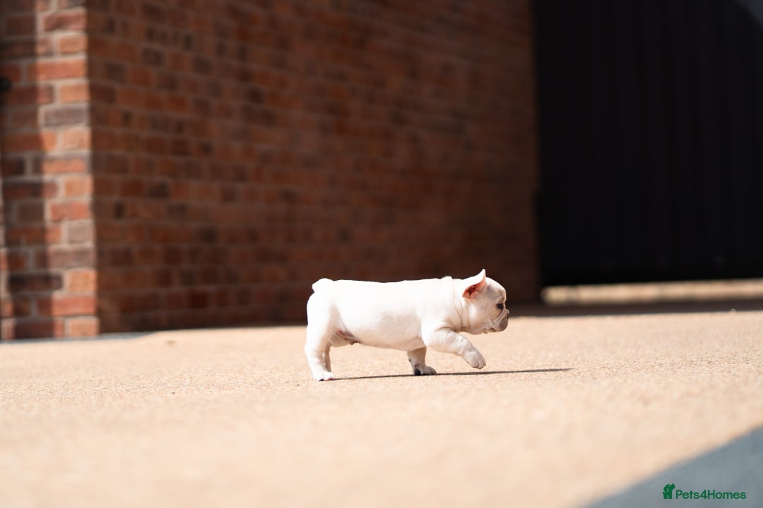 French Bulldog dogs for sale: Ready to go 2 x male French Bulldog KC registered - Image 30