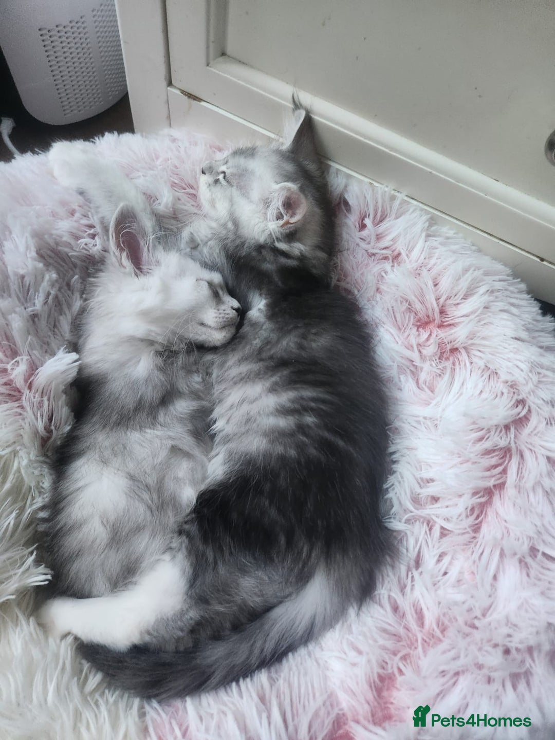 Maine Coon cats for sale: 2 MaineCoon boys - Image 19
