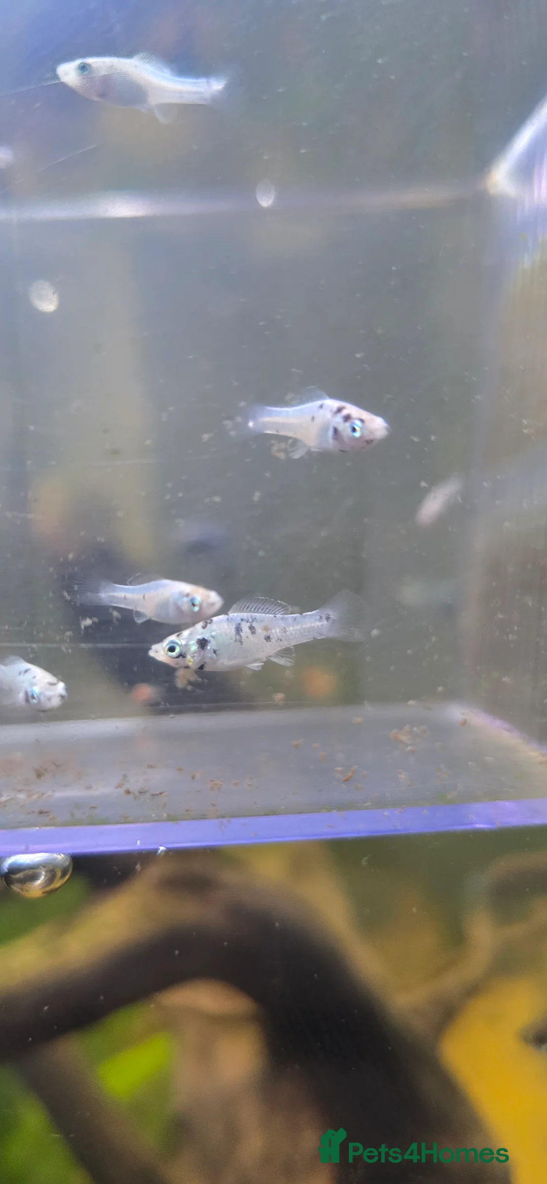 Mollies fish for sale: Dalmatian Mollies - Advert 5