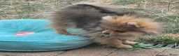 Pomeranian dogs for sale: 13 weeks Teddy bear face Pomeranian male puppies  - Advert 17