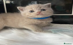British Shorthair cats for sale: GCCF REG HEALTH TESTED KTTENS AVAILABLE 🥰 - Image 16