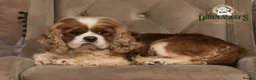 Cavalier King Charles Spaniel dogs for stud: DONNA JAYS PROFESSIONAL STUD SERVICES - Advert 2