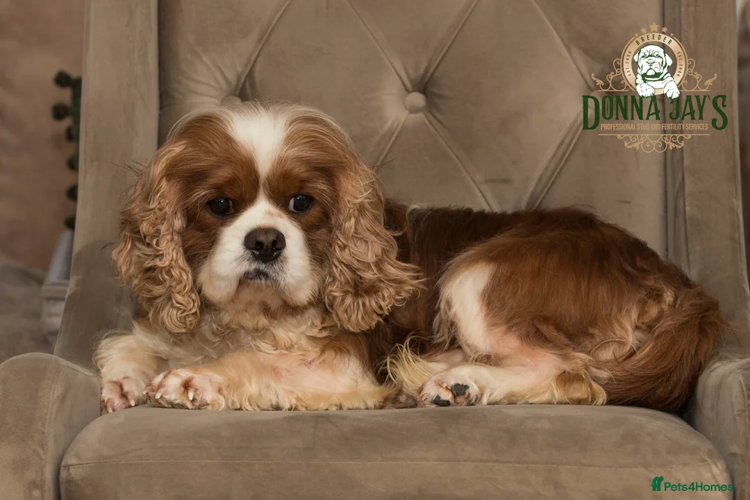 Cavalier King Charles Spaniel dogs for stud: DONNA JAYS PROFESSIONAL STUD SERVICES - Advert 2
