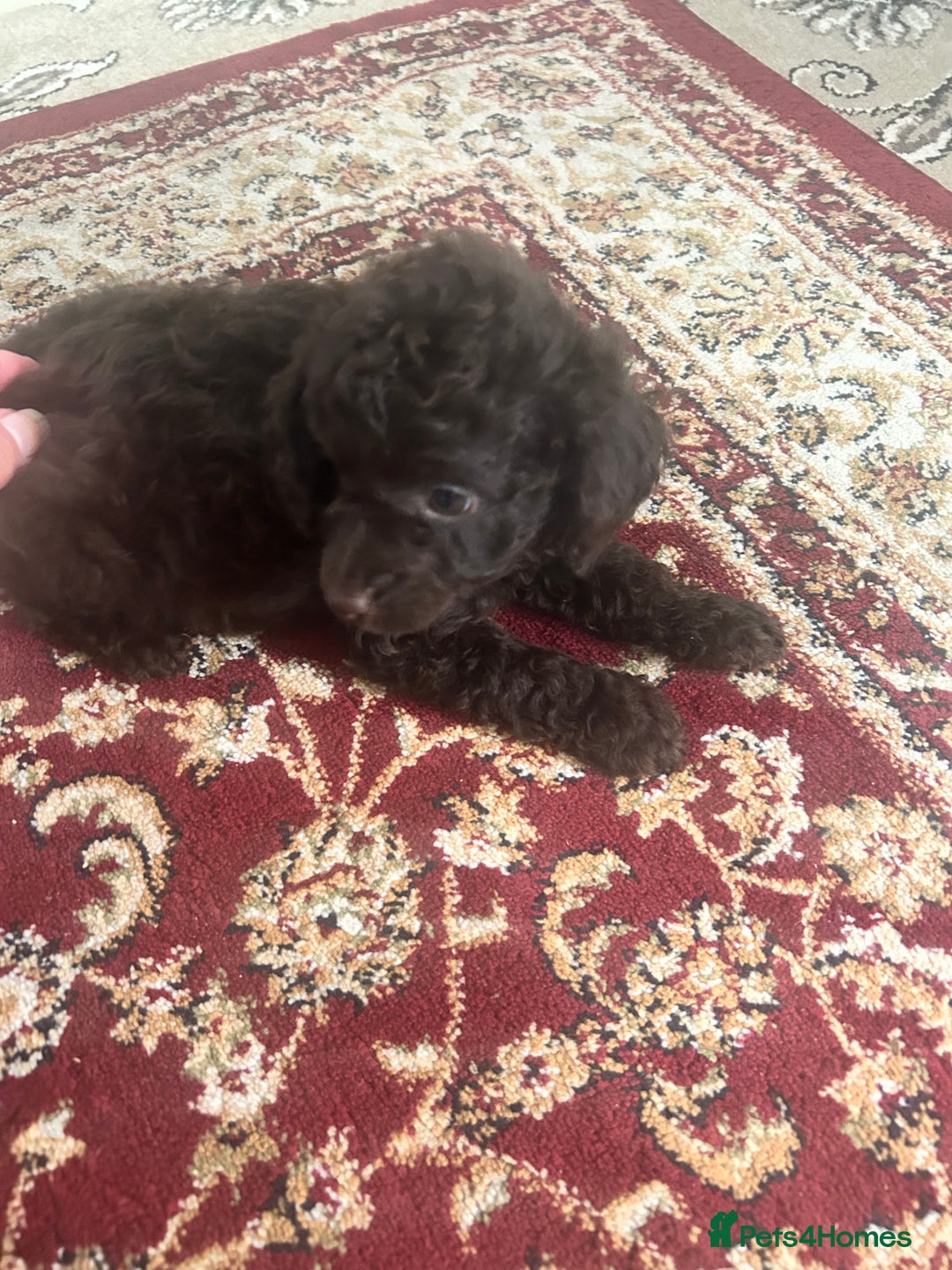 Cavapoo dogs for sale: F1B cavapoo pups . One chocolate girl left  !! - Image 12
