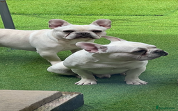 French Bulldog dogs for sale: Cream French bull dog  - Image 8