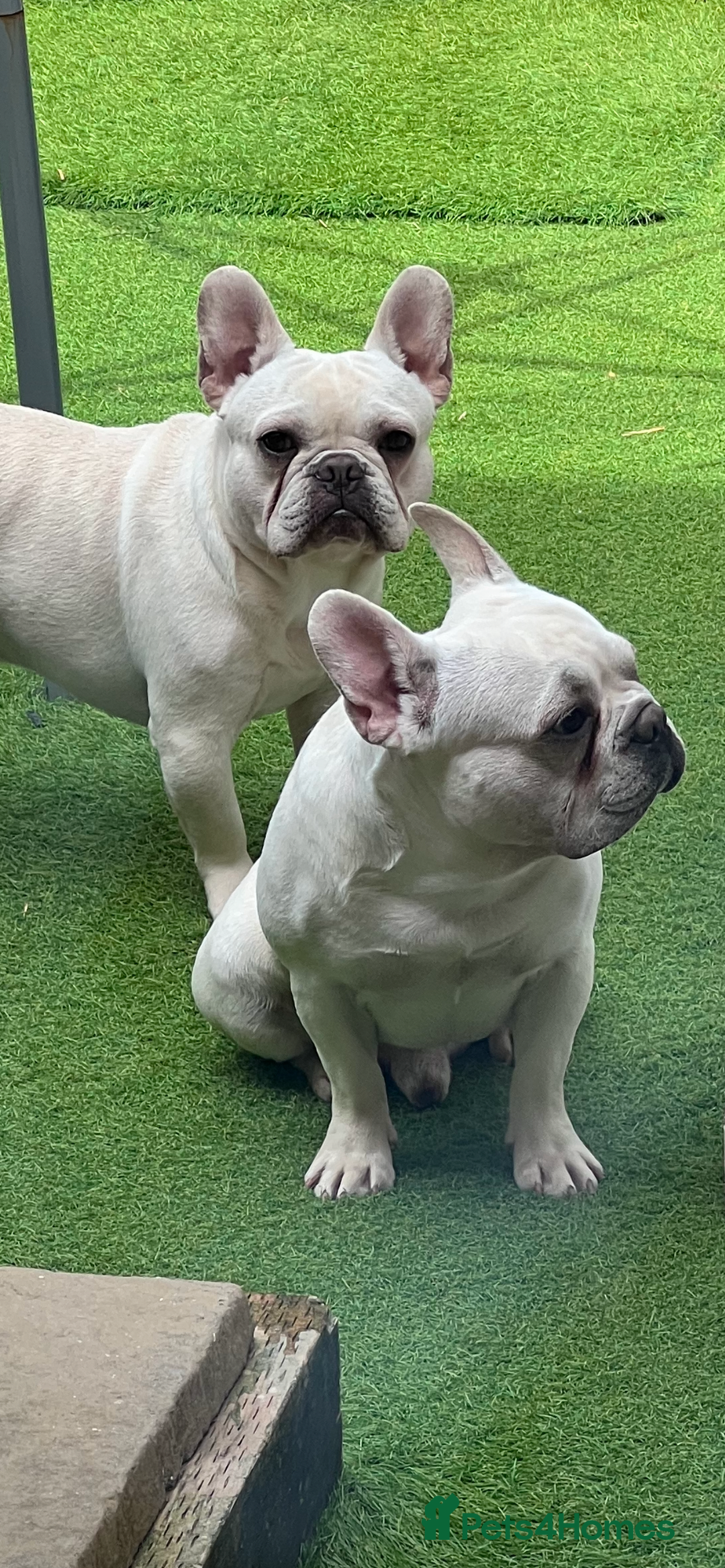 French Bulldog dogs for sale: Cream French bull dog  - Image 8