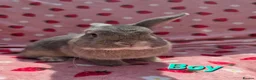Mixed Breed rabbits for sale: Silly tame blue fawn plush mini lop - Advert 6