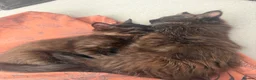 Mixed Breed cats for sale: 2 brothers looking for forever home together - Advert 3
