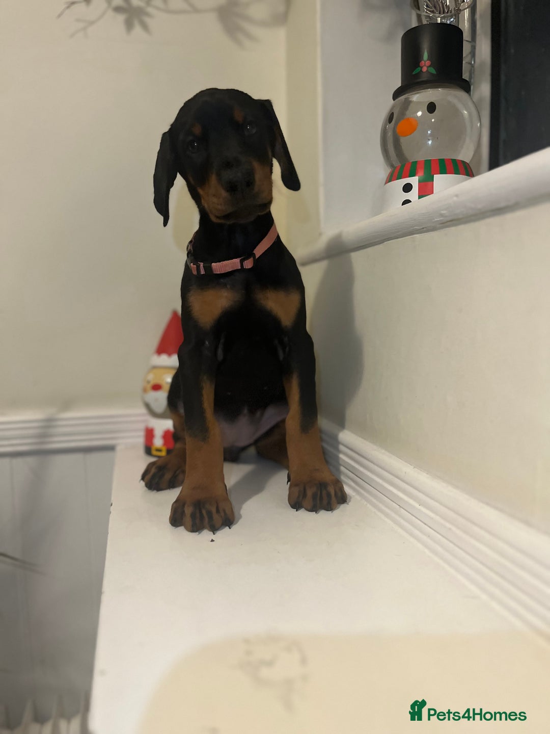 Dobermann dogs for sale: 🏆Supreme Dobermanns - Where Excellence Begins 🏆 - Advert 17