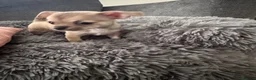 Chihuahua dogs for sale: Gorgeous Rare Pure Chihuahua Puppies - Advert 7