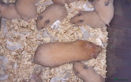 Hamster rodents for sale: Baby Syrian hamsters ready now  - Image 9