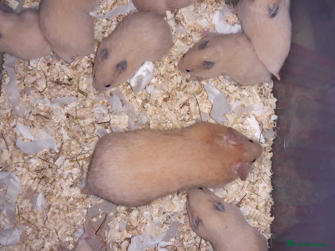Hamster rodents for sale: Baby Syrian hamsters ready now  - Image 9