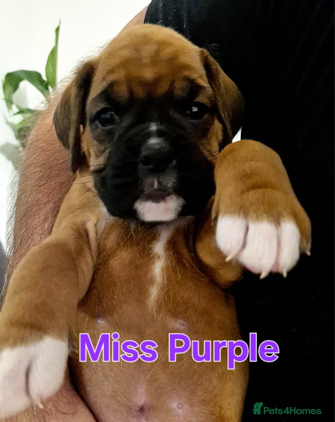 Boxer dogs for sale: Gorgeous Litter of 9 KC Registered Boxer Puppies - Image 33