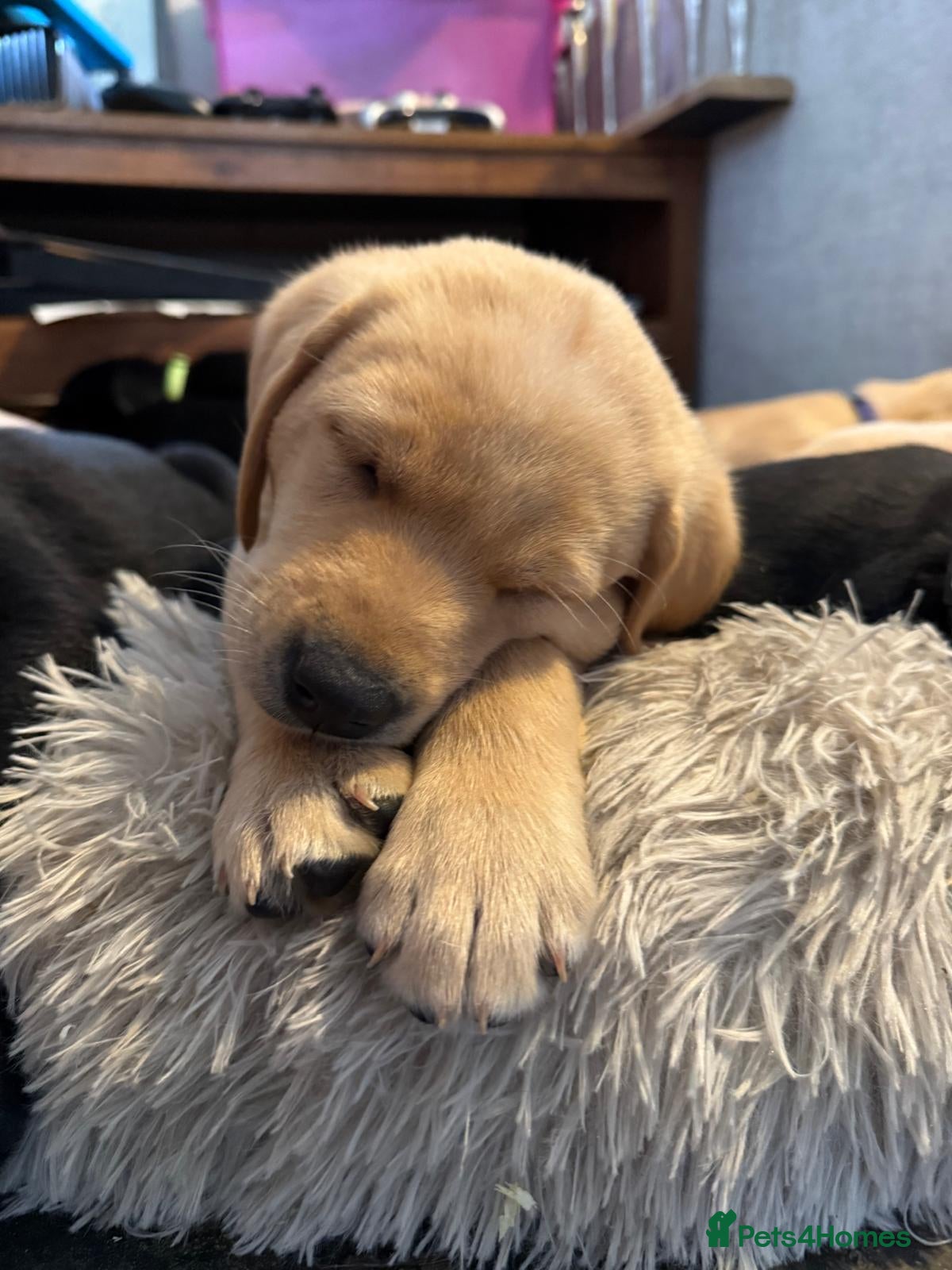 Labrador Retriever dogs KC registered working Labrador puppies - Advert 18