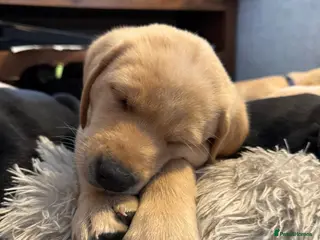 Labrador Retriever dogs KC registered working Labrador puppies - Advert 18