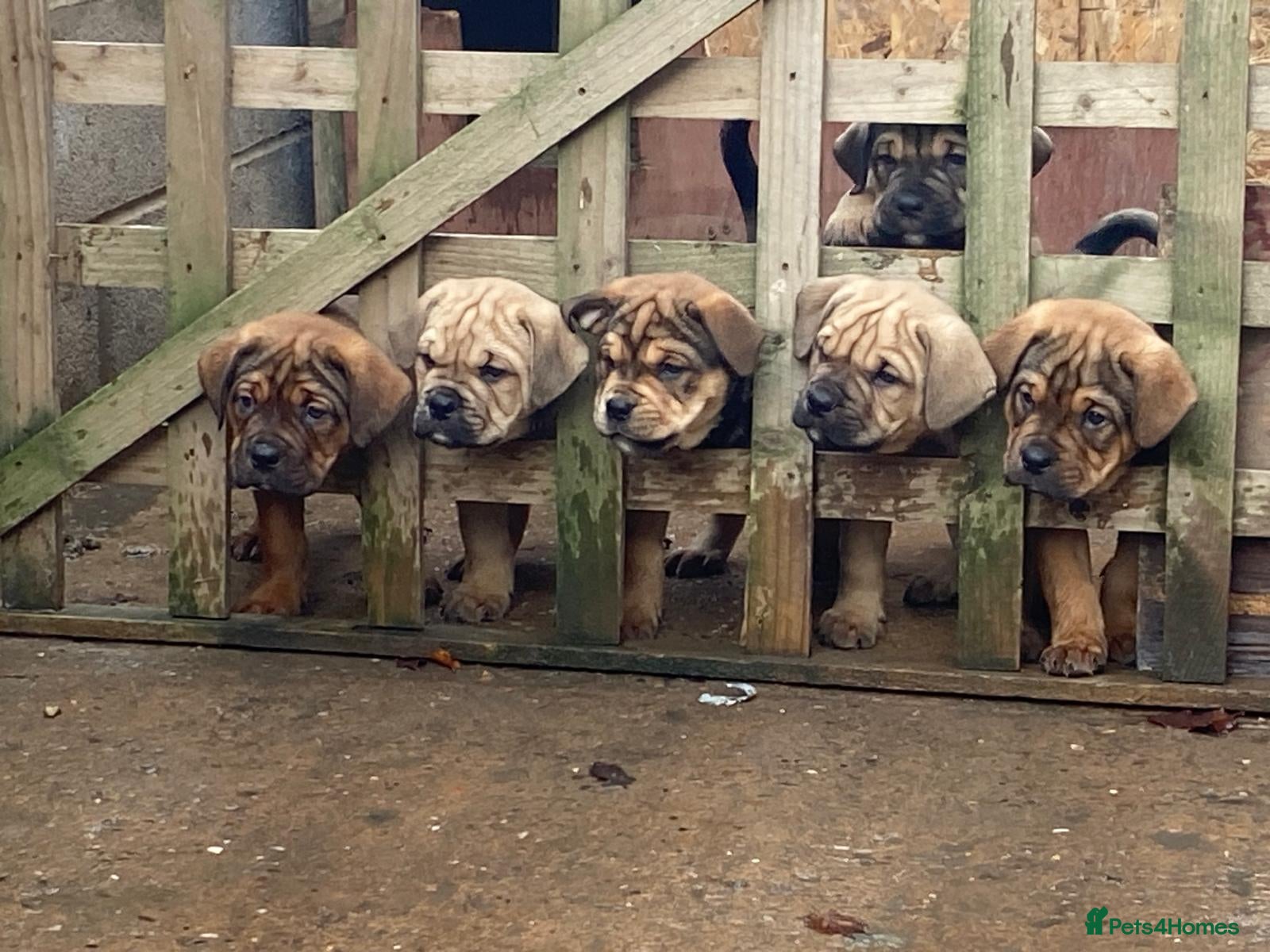Mixed Breed dogs Chunky Rottweiler x alpha blue bulldog puppies  - Advert 1