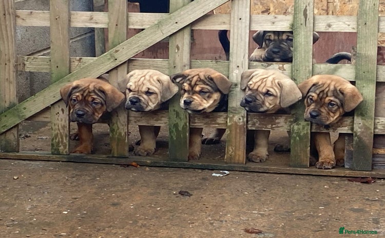 Mixed Breed dogs Chunky Rottweiler x alpha blue bulldog puppies  - Advert 13