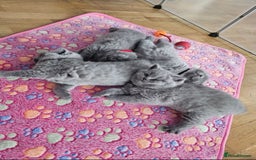 British Shorthair cats for sale: British Shorthair Blue kittens  - Image 2