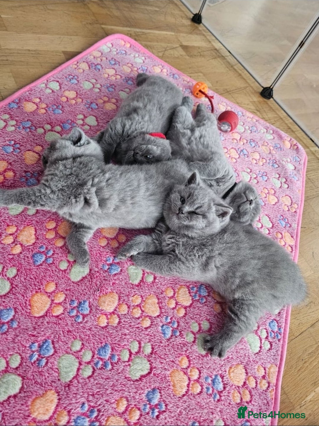 British Shorthair cats for sale: British Shorthair Blue kittens  - Image 2